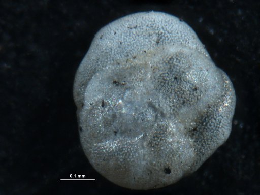 Rosalina floridana (Cushman, 1922)