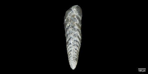 Bolivina spissa Cushman, 1926