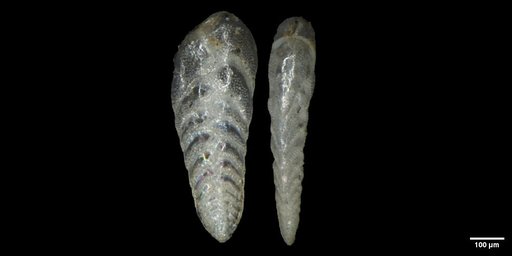 Bolivina spissa Cushman, 1926