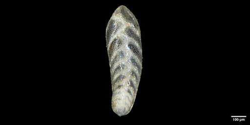 Bolivina spissa Cushman, 1926