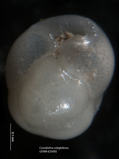 Cassidulina subglobosa Brady, 1881