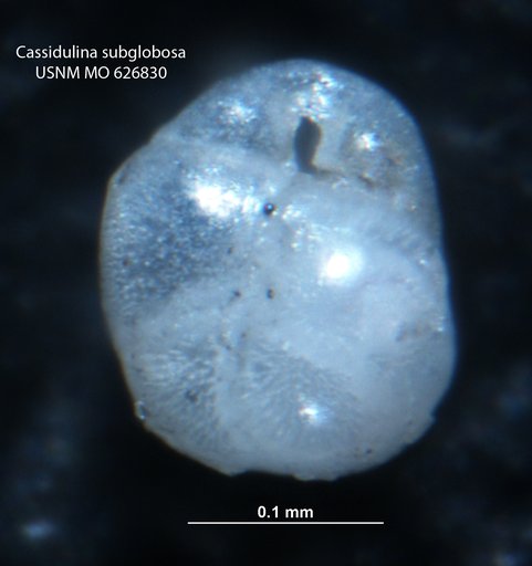 Cassidulina subglobosa Brady, 1881