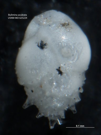 Bulimina aculeata d'Orbigny, 1826