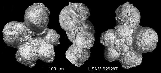 Praeglobotruncana cf. infracretacea (Glaessner, 1937)