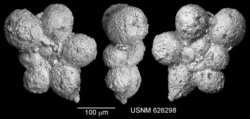 Praeglobotruncana cf. infracretacea (Glaessner, 1937)
