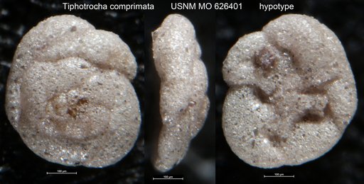 Tiphotrocha comprimata (Cushman & Brönnimann, 1948)