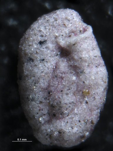 Miliammina fusca (Brady, 1870)