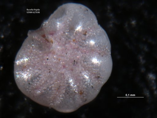 Buccella frigida (Cushman, 1922)