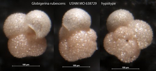 Globigerina rubescens Hofker, 1956