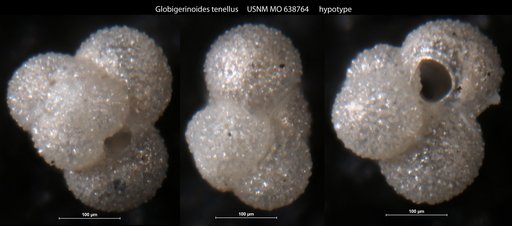 Globigerinoides tenellus Parker, 1958