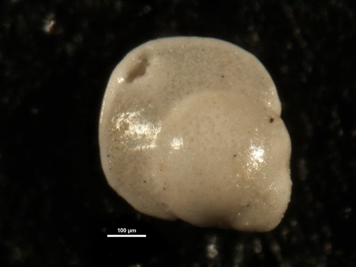 Pleurostomella sp 2 Parker