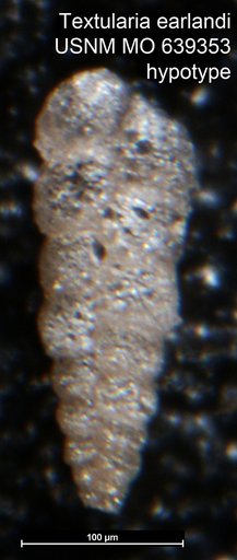 Textularia earlandi Parker, 1952