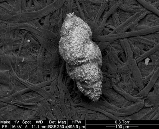 Pseudouvigerina seligi (Cushman, 1925)
