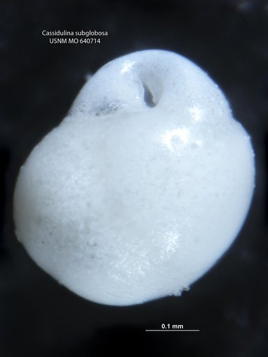 Cassidulina subglobosa Brady, 1881