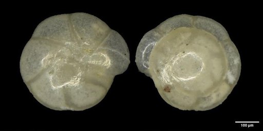Oridorsalis umbonatus (Reuss, 1851)