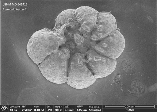 Ammonia beccarii (Linnaeus, 1758)