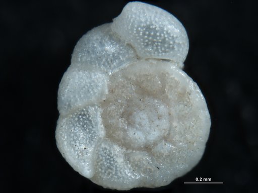 Cibicides lobatulus (Walker & Jacob, 1798)