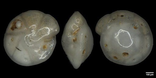 Oridorsalis umbonatus (Reuss, 1851)