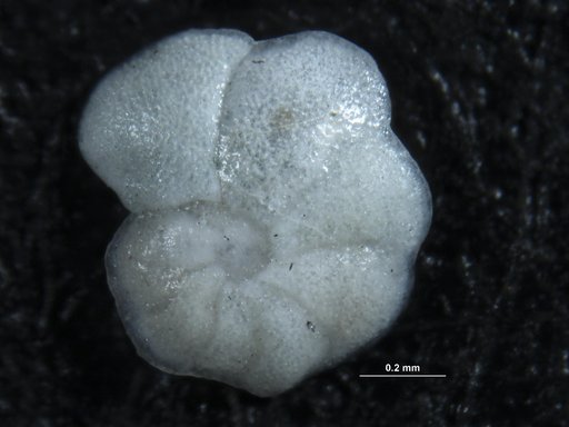 Cibicides lobatulus (Walker & Jacob, 1798)