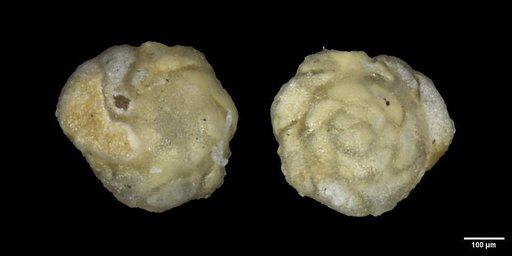 Nuttallides truempyi (Nuttall, 1930)