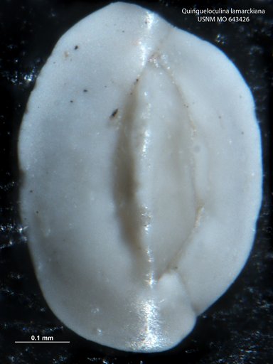 Quinqueloculina lamarckiana d'Orbigny, 1839