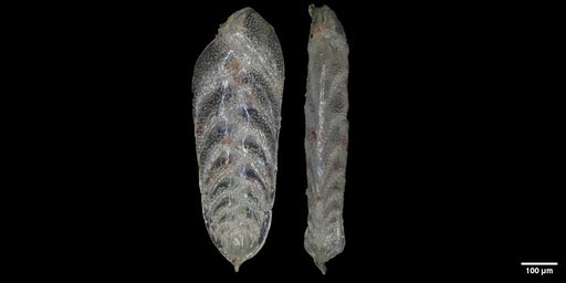 Bolivina spissa Cushman, 1926