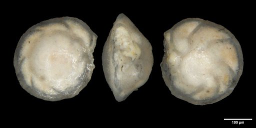 Nuttallides truempyi (Nuttall, 1930)