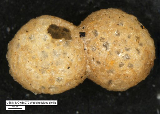 Webbinelloidea similis Stewart & Lamp, 1947