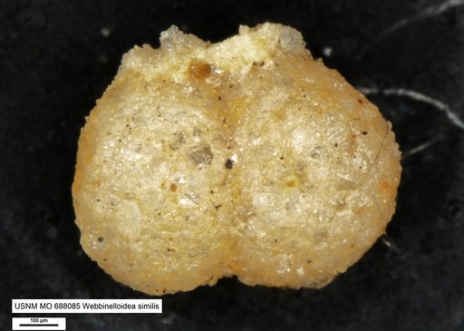 Webbinelloidea similis Stewart & Lamp, 1947