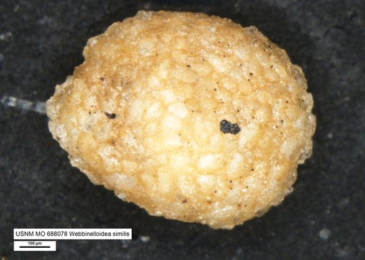 Webbinelloidea similis Stewart & Lamp, 1947