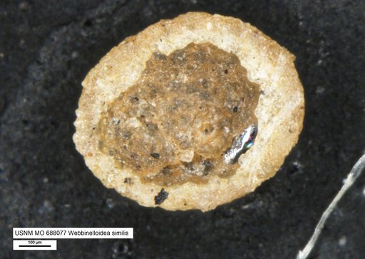 Webbinelloidea similis Stewart & Lamp, 1947