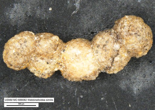 Webbinelloidea similis Stewart & Lamp, 1947