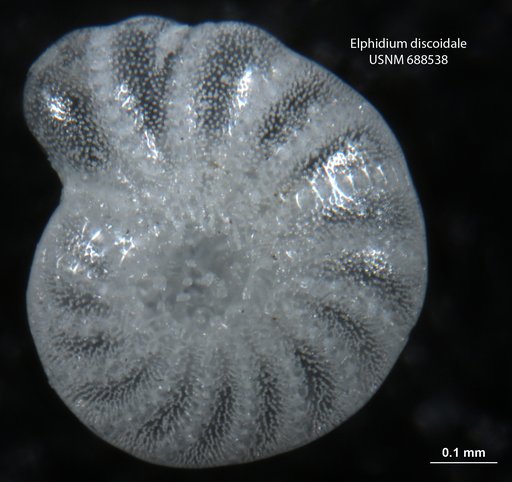 Elphidium discoidale (d'Orbigny, 1839)