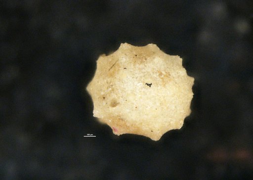 Thurammina papillata Brady, 1879
