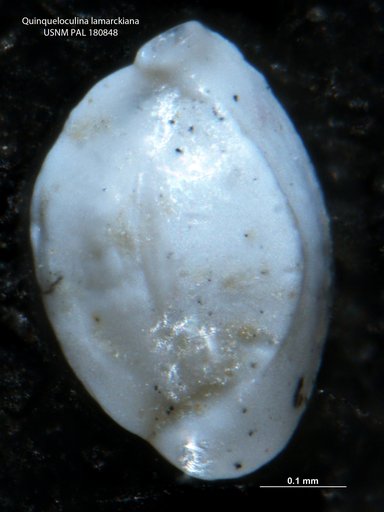 Quinqueloculina lamarckiana d'Orbigny, 1839
