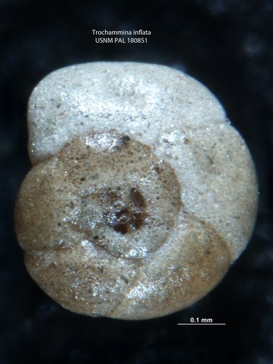 Trochammina inflata (Montagu, 1808)
