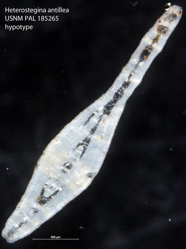 Heterostegina antillea Cushman, 1919