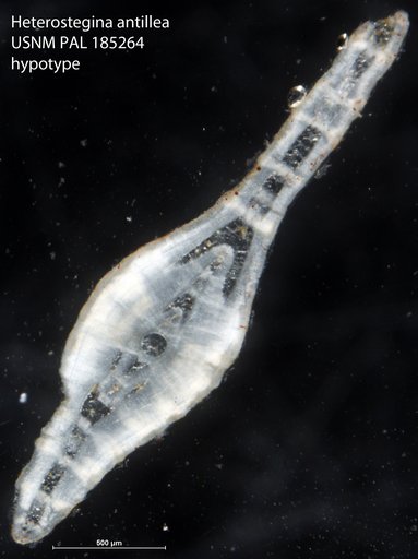 Heterostegina antillea Cushman, 1919