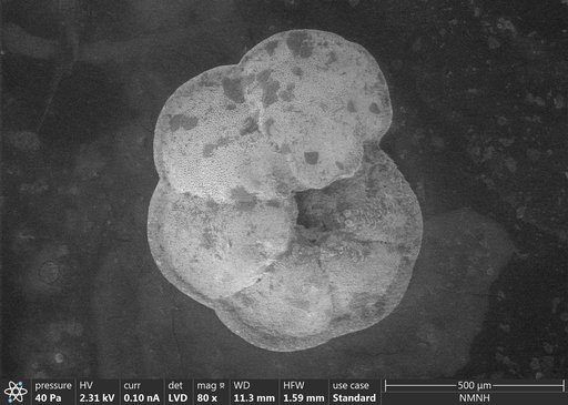 Globorotalia limbata (d'Orbigny, 1902)