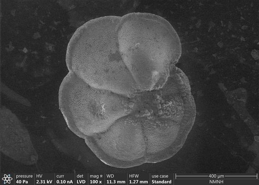 Globorotalia limbata (d'Orbigny, 1902)