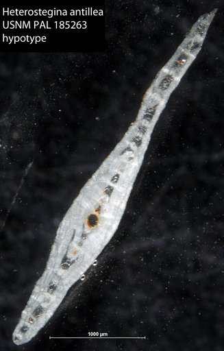 Heterostegina antillea Cushman, 1919