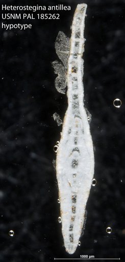Heterostegina antillea Cushman, 1919