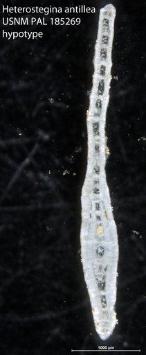 Heterostegina antillea Cushman, 1919