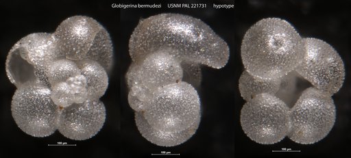 Globigerina bermudezi Seiglie, 1963