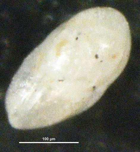 Cassidulina barbara Buzas, 1965