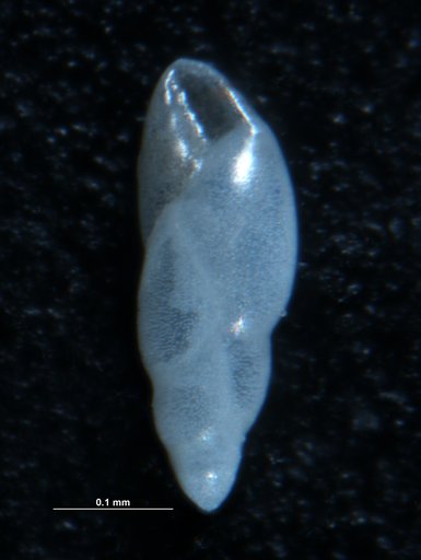 Bulimina exilis Brady, 1884