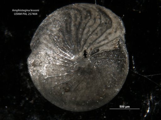 Amphistegina lessonii d'Orbigny, 1826