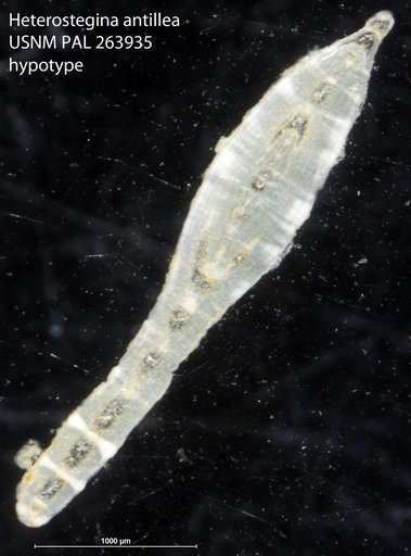 Heterostegina antillea Cushman, 1919