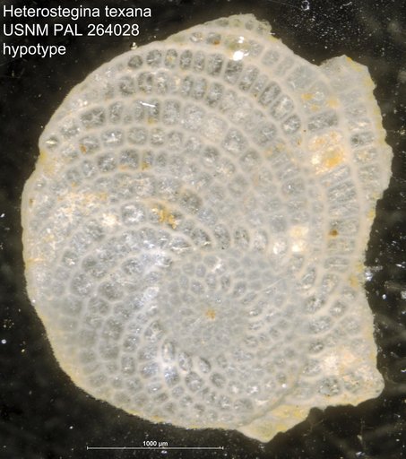 Heterostegina texana Gravell & Hanna, 1937