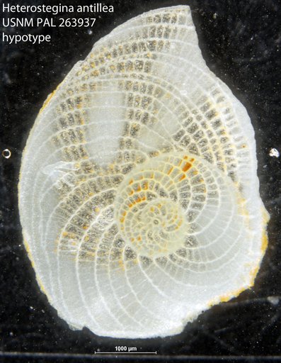 Heterostegina antillea Cushman, 1919